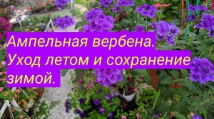 Ампельная вербена,  уход в летний сезон.