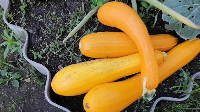 КАК ВЫРАСТИТЬ КАБАЧКИ? НЕСКОЛЬКО СОВЕТОВ ПО УХОДУ. смотреть онлайн