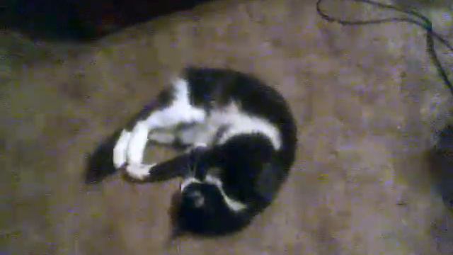 Кошка тащится от ментола смотреть онлайн