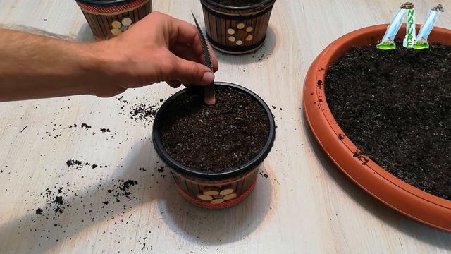 How To Grow Zebra Plant From Leaf / Haworthia