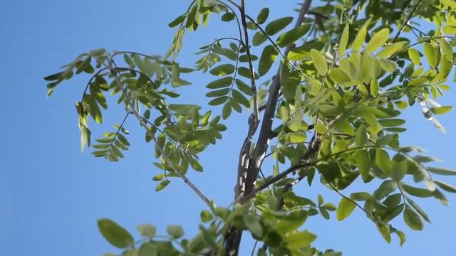 13 мая в Люберецком округе, как и везде в Московской области, прошла акция «Лес Победы» смотреть онлайн