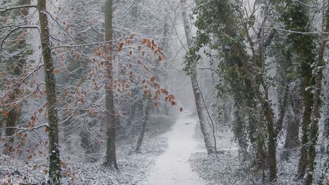 SNOW • Winter Relaxation Film 4K - Peaceful Relaxing Music - Nature 4k Video UltraHD смотреть онлайн