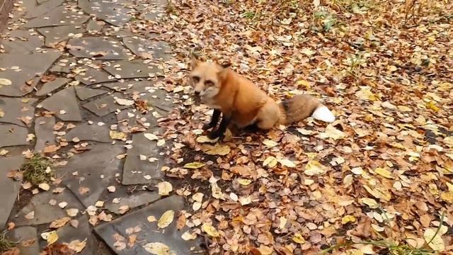 ЛИ СЯО. Алиса - Лиса. Грязный нос лисы и переживания Белого. смотреть онлайн