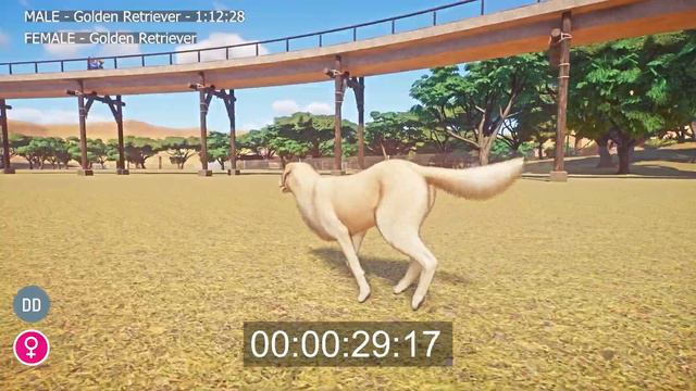 Male Golden Retriever vs Female Golden Retriever Speed races in Planet Zoo Male vs Female смотреть онлайн