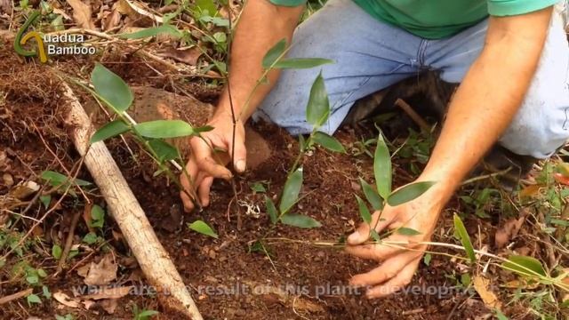 Guadua angustifolia Plant Development смотреть онлайн