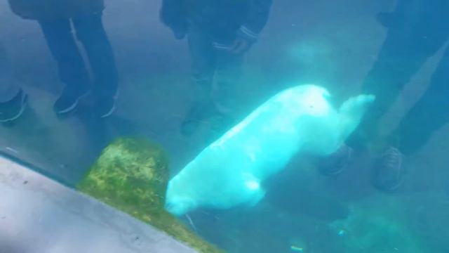 Copenhagen Zoo 2017 2 смотреть онлайн