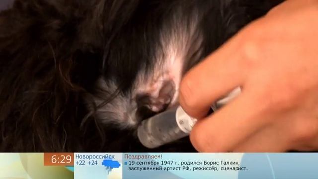 Легкая чистка ушей смотреть онлайн
