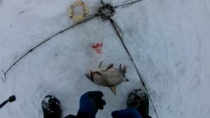 РЫБАЛКА на АМУРЕ!!! Ловим даже осетра!