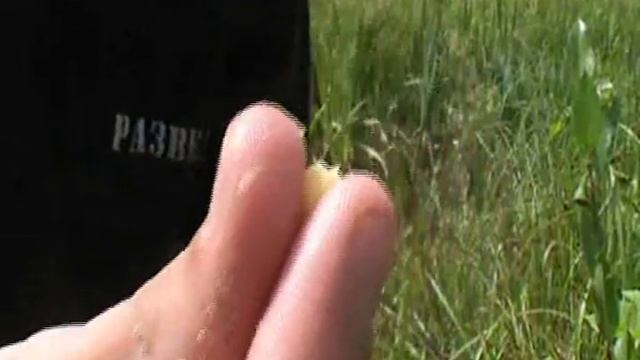 Рыбалка на карася .Ловля больших карасей в пруду . смотреть онлайн