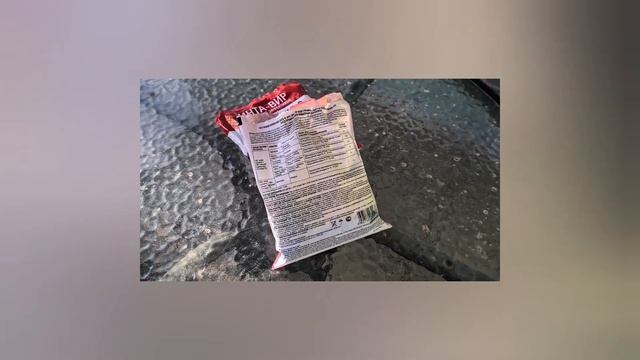 234 Завершающий обзор роз на 9 октября! Сажаю тюльпаны.Укрываю гортензию надежным способом 1 этап! смотреть онлайн