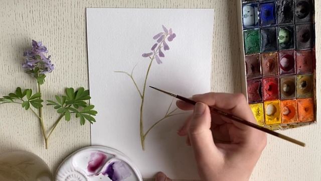 Рисуем весенние первоцветы акварелью . Хохлатка плотная лесная Corydalis смотреть онлайн