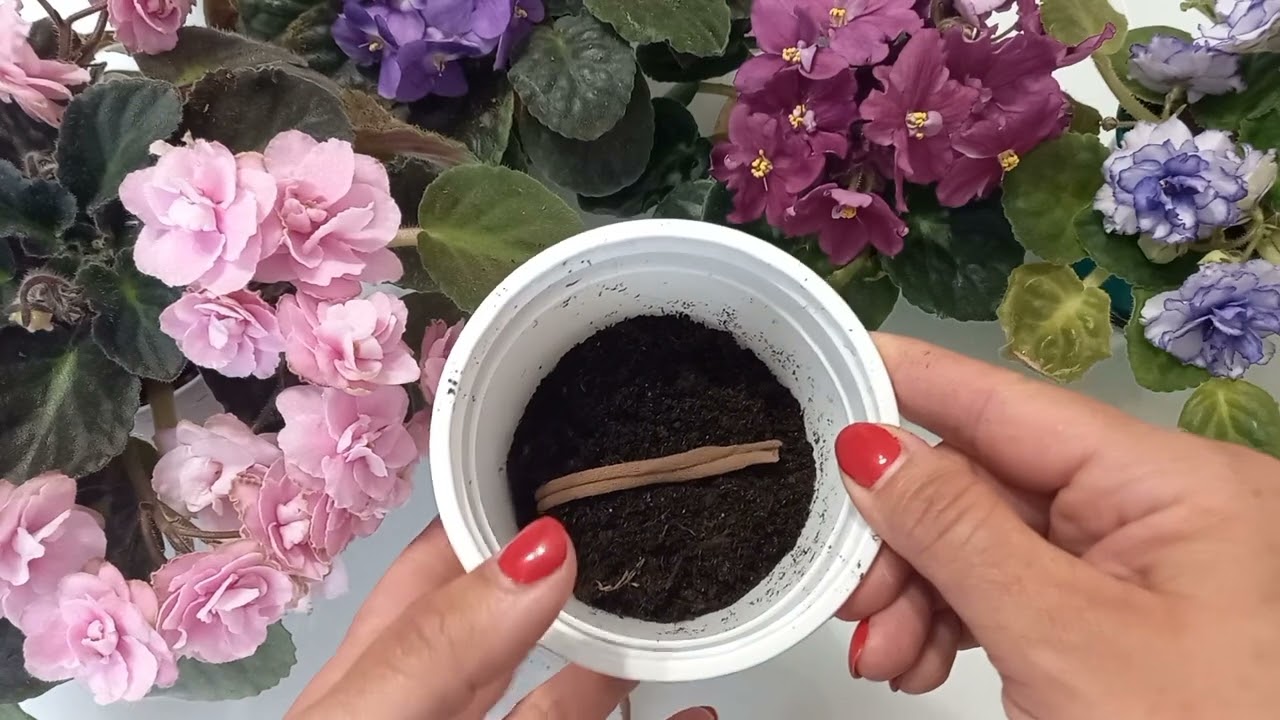 Фитильный полив Фиалки, избавление от хлопот. смотреть онлайн