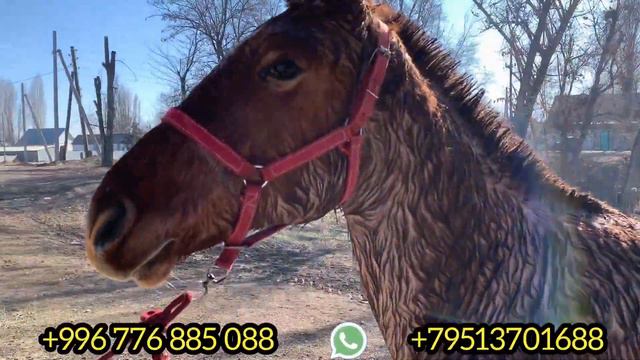 мОщный ТАЙЛАР чыкты🔥 Баасы да жагат 8 февраля 2022 г. смотреть онлайн