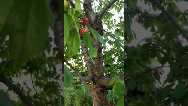 Как бороться с тлей, которую разносят муравьи на черешни. ? смотреть онлайн