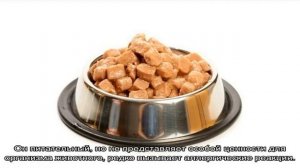 Каким кормом лучше кормить кошку: советы ветеринаров