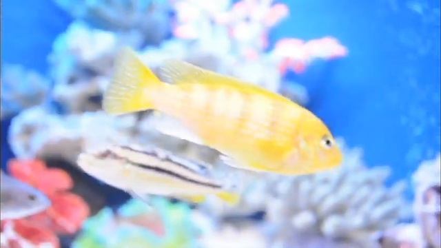 Готовый аквариум смотреть онлайн