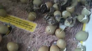 Инкубация яиц фазана. Инкубация в инкубаторе Теплуша 72.