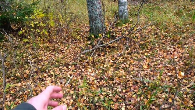 КАК БЕЛЫЕ ГРИБЫ РАСТУТ В ЛЕСУ, Я УДИВИЛСЯ! 2022 смотреть онлайн