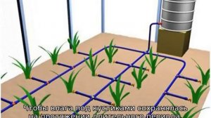 Полив малины