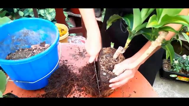 Momento de TRASPLANTAR Plantas: Sustrato, Residuos Orgánicos, maceta │Jardinería InnJardin смотреть онлайн