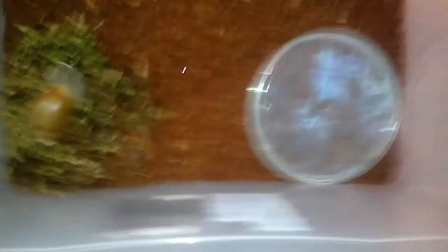 Новые улитки( мегасы ) смотреть онлайн