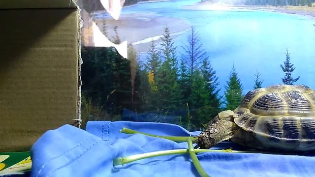 Моя черепаха маша. Я купил У.ф.л смотреть онлайн