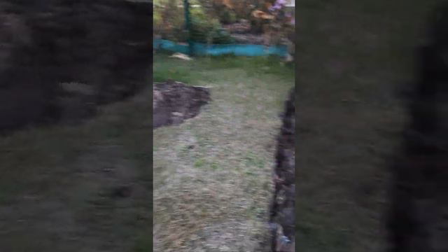 Черенки винограда в землю смотреть онлайн