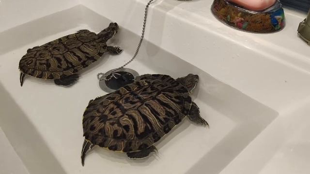 Первая чистка нового аквариума для черепах! смотреть онлайн