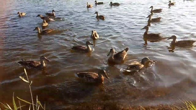 Уток Диких кормлю на Вологодчине смотреть онлайн