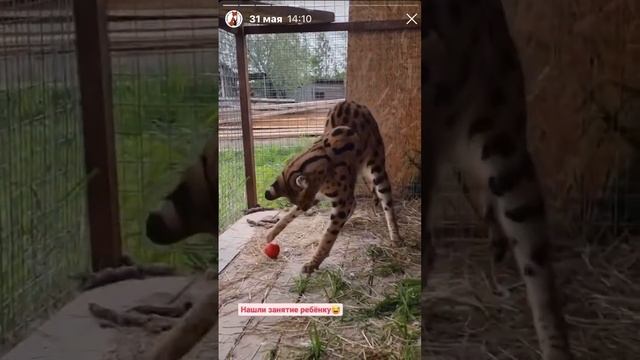 Лисы из Новолисья. Архив сториз 31.05.23 смотреть онлайн