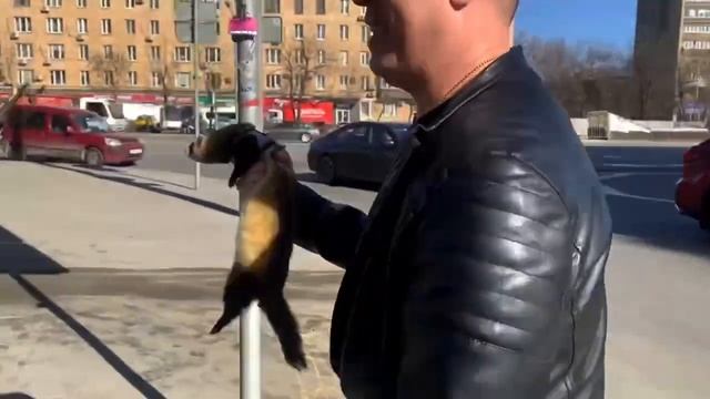 МОЁ ЗНАКОМСТВО С ДОМАШНИМ ХОРЬКОМ МАРСИКОМ : ) смотреть онлайн