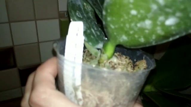 Орхидея Лиодоро Бабочка, Феррара Бабочка и очень редкая Бабочка! ??? смотреть онлайн