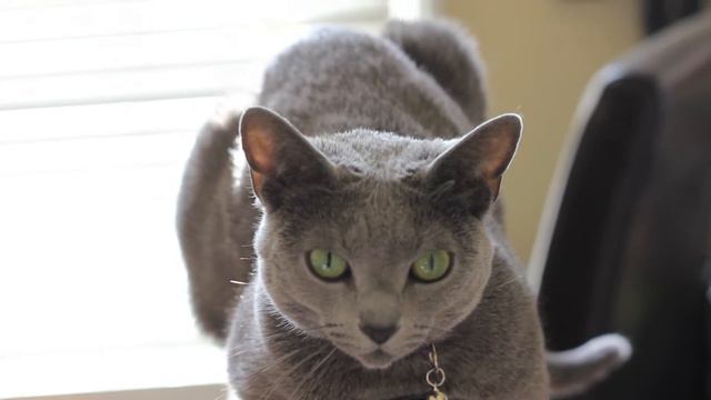 Russian Blue "Luna" in the sun. смотреть онлайн