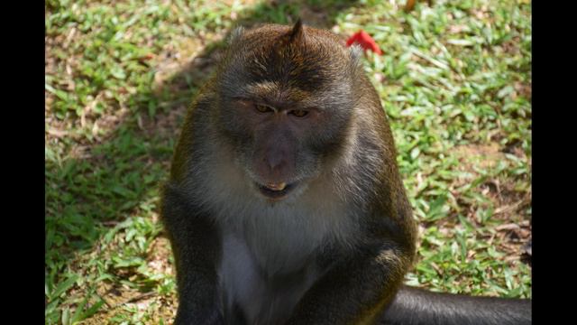 Парк Обезьян по дороге с Пхукета на Краби смотреть онлайн