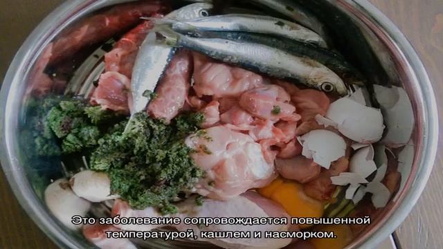 Какой нос должен быть у здоровой собаки: мокрый или сухой смотреть онлайн