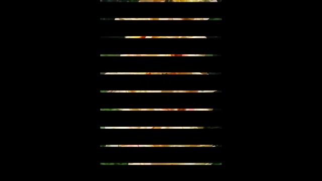 #Гладиолусы палевые и оранжевые #Сад цветов Екатерины Ляшенко