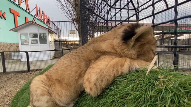 Львенок сидит на ручках и НАБЛЮДАЕТ ЗА ЛЮДЬМИ ! смотреть онлайн