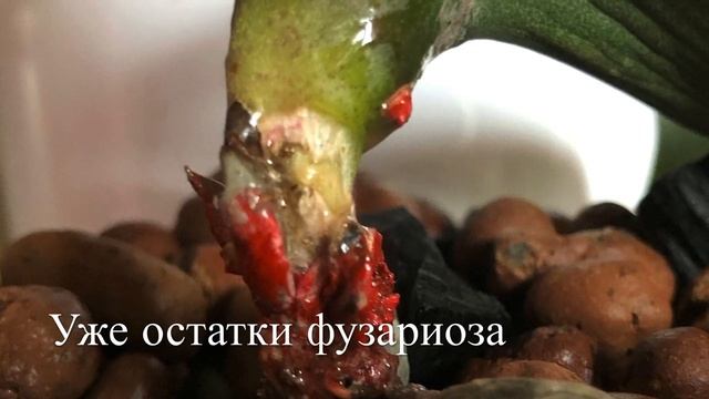 ? Орхидея На Лечении . Вспышки Фузариоза смотреть онлайн