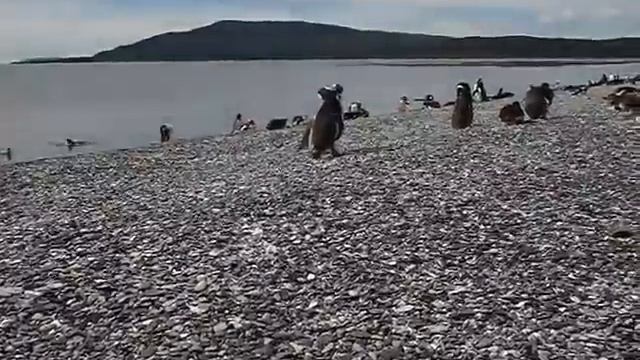 Пингвины на Огненной земле - Isla Martillo penguins смотреть онлайн