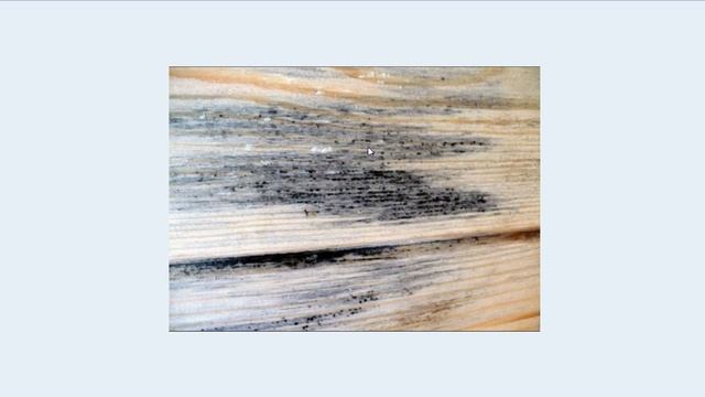 На что стоит обращать внимание при выборе леса для крыши