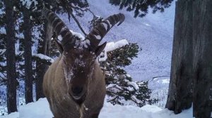 Всемирный День Дикой природы