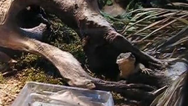 repas Cordylus tropidosterum смотреть онлайн