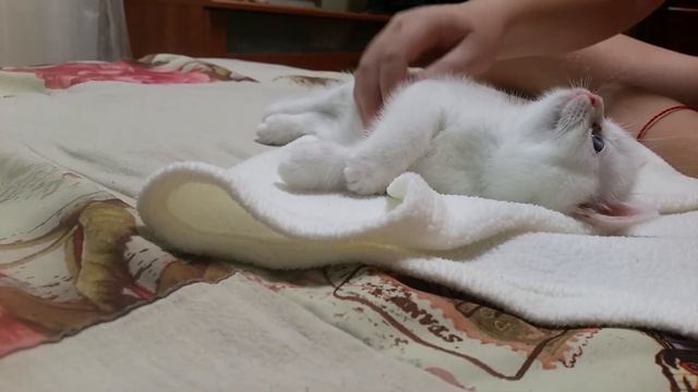 Британский котенок 1.5 месяца. Первый день в новом доме. смотреть онлайн