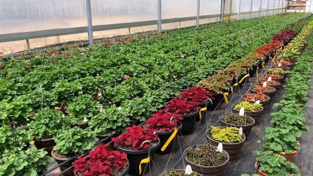 Weekly Update 4-18-20 :: Houseplants, Tropicals, Veggies, Succulents & Air Plants.. Oh my! смотреть онлайн
