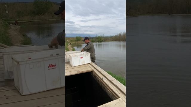 Платная рыбалка, пруд Чёрные камни 02.05.23. Добавили осетра. смотреть онлайн