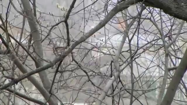 Весенние хлопоты серой вороны 2 смотреть онлайн