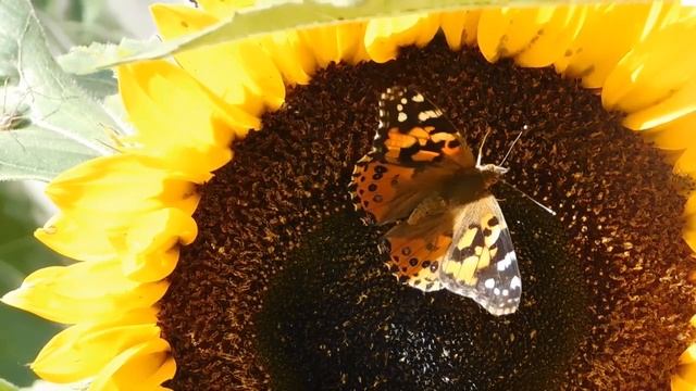 Music For The Soul And Relaxation.Instrumental Music.Музыка для души.Инструментальная музыка.