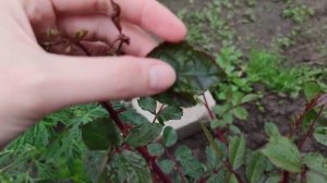 Что с листьями роз? Болезнь? Вредитель? Как спасти?