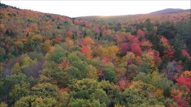 Осенний лес. Осень 2020. Сентябрь 2020 смотреть онлайн