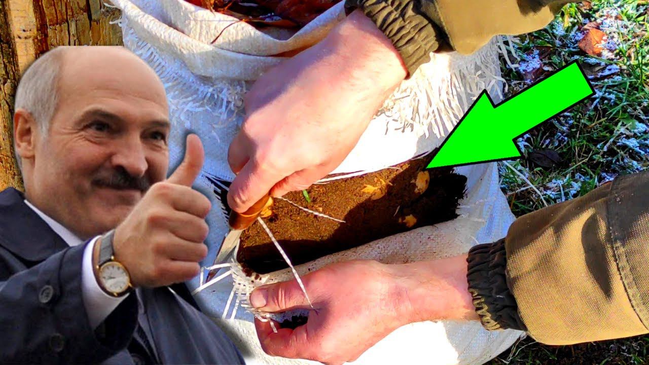 Как из ОДНОЙ картошины ВЫРАСТИТЬ целый МЕШОК #54 смотреть онлайн